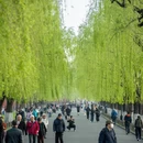 杭州旅游 缩略图 11