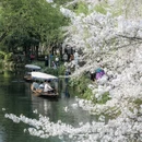 杭州旅游 缩略图 11