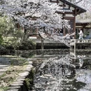 杭州旅游 缩略图 1