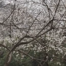 杭州旅游 缩略图 2