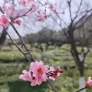 杭州旅游 缩略图 4