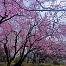 杭州旅游 缩略图 9