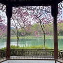 杭州旅游 缩略图 11