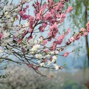 杭州旅游 缩略图 9