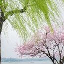 杭州旅游 缩略图 5