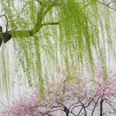 杭州旅游 缩略图 9