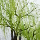 杭州旅游 缩略图 6