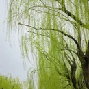 杭州旅游 缩略图 10