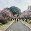 杭州旅游 缩略图 6