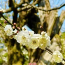 杭州旅游 缩略图 6