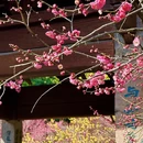 杭州旅游 缩略图 5
