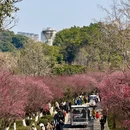 杭州旅游 缩略图 12