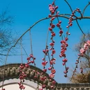 杭州旅游 缩略图 12