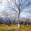 杭州旅游 缩略图 8