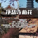 杭州旅游 缩略图 4