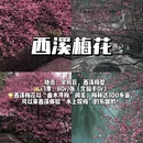 杭州旅游 缩略图 8
