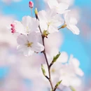 上海旅游 缩略图 1