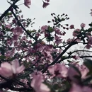 上海旅游 缩略图 6