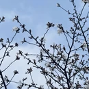上海旅游 缩略图 11