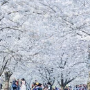 上海旅游 缩略图 6