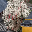 杭州旅游 缩略图 4