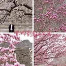 北京旅游 缩略图 10