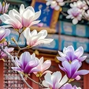 北京旅游 缩略图 5