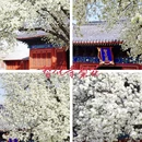 北京旅游 缩略图 5