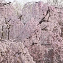 北京旅游 缩略图 1
