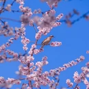 北京旅游 缩略图 2