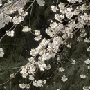 北京旅游 缩略图 5