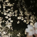 北京旅游 缩略图 6