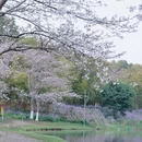 上海旅游 缩略图 4