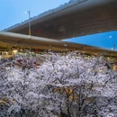 上海旅游 缩略图 6