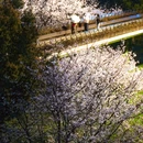 上海旅游 缩略图 8