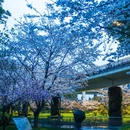 上海旅游 缩略图 13