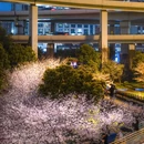 上海旅游 缩略图 9