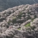 伊犁旅游 缩略图 4
