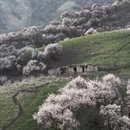 伊犁旅游 缩略图 5
