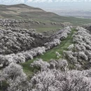 伊犁旅游 缩略图 7