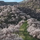 伊犁旅游 缩略图 3