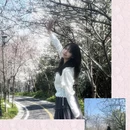 黄山旅游 缩略图 16