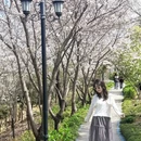 黄山旅游 缩略图 14