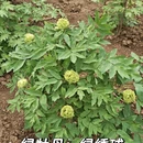 洛阳旅游 缩略图 5