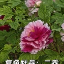 洛阳旅游 缩略图 3