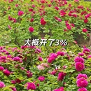 洛阳旅游 缩略图 7