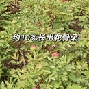洛阳旅游 缩略图 8