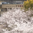 上海旅游 缩略图 1