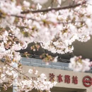 上海旅游 缩略图 16