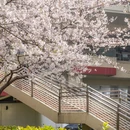 上海旅游 缩略图 9